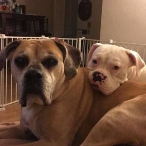 Meet your Posher, Darren